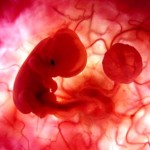 L’embriologia: l’ultima frontiera nello studio dell’anatomia